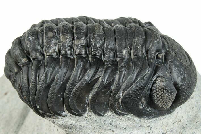 Bargain, Austerops Trilobite - Ofaten, Morocco #287565